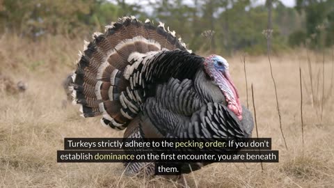 Unknown Facts About Wild Turkeys