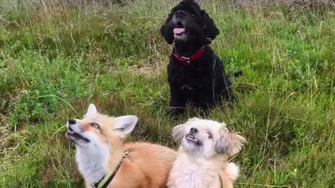 Rescued Fox Makes Friends With Everyone She Meets | The Dodo