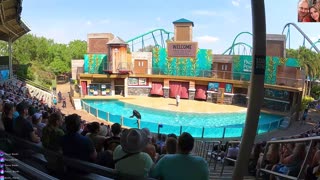 SeaWorld Orlando Sea Lions Show