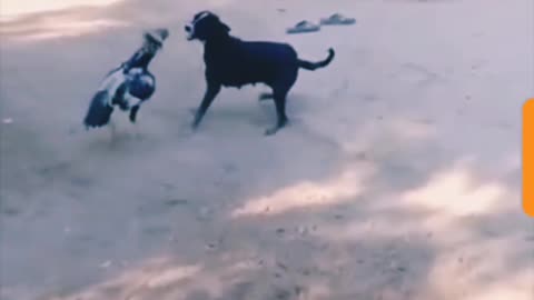 Dog Vs Rooster !!!!!