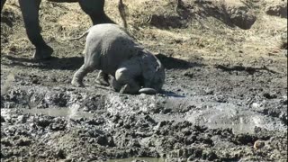 Baby Elephant Enjoys A Muddy Face Scrub