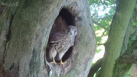 Last of Mr Kes' Kestrel Chicks Fledges ?? After a Helping Hand From Me