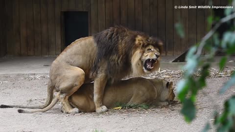 LIONS MATES BEAUTIFULY