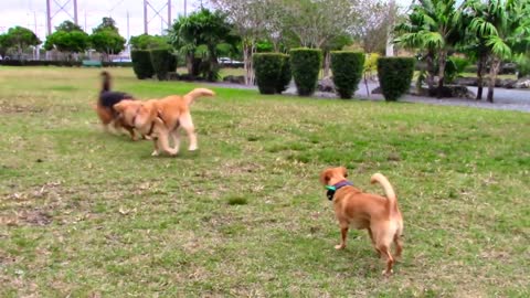 Aggressive Dog's reaction to other dogs