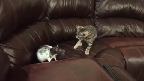 Little Kitten Hits A Rat On The Head But It Doesn't Flinch