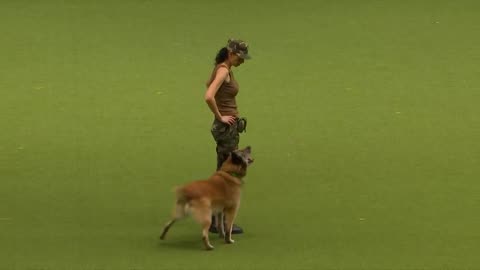 Amazing Dog Performs CPR, Squats and Press Ups in Heelwork To Music Routine