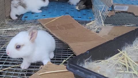 Lil Baby bunnies! 🐰 🐇