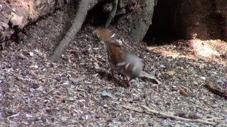 Birds of Newfoundland-Fox Sparrow-Passerella iliaca