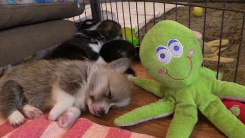 Corgi puppy sleeping next to Uncle Octopus :)