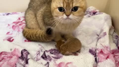Mom cat carries a newborn kitten to the bed because she does not like the couch