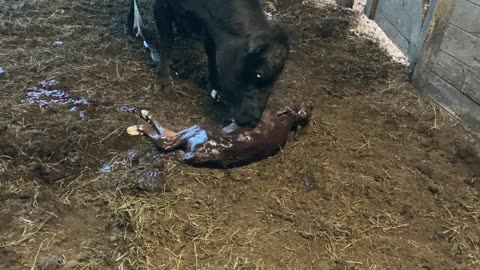 Actual Birth of an Irish Dexter Calf.