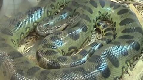 green anaconda