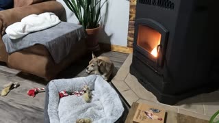 9 buster in his office by the fire