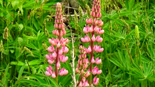 Lupins