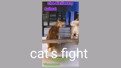 Cat's fight