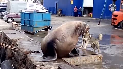 Funny Sea Lion/Seal Video Compilation | Dogs of the Sea