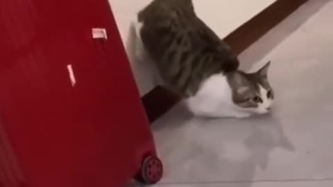 THAT SLAP FROM THAT CAT 🤣🤣🤣 FUNNY CAT VIDEO #shorts