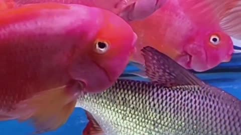 Red king kong parot fish