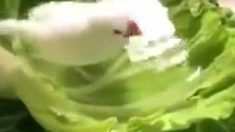 Beautiful bird taking bath