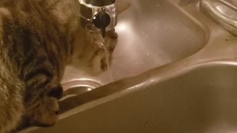Cat tries and fails to drink water from faucet