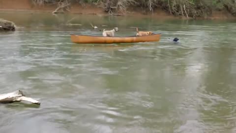 Two dogs trapped in a moving kayak are rescued by a heroic dog