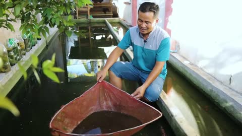 How My Farm Produce 30,000 Goldfish/Japanese koi babies in just 1 Week? Massive Fish Production!-18