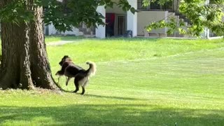 She loves squirrels