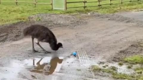 emu freaks out over the blue ball