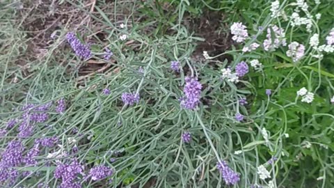 My lavender Garden 🌼🌸🐝🙂