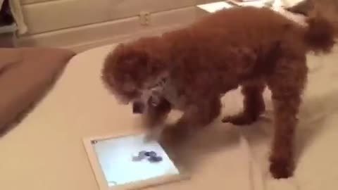 Dog is intensely into iPad game