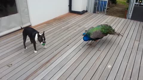 Annabel, Boston terrier, and the young peacock.