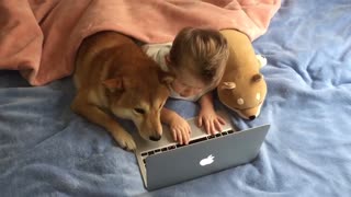 Shiba Inu watches cartoons with human best friend