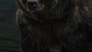 Kodiak Brown Bear Queen
