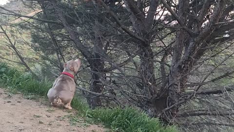Bully Dogs Try To Catch A Branch