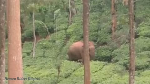 Elephant on Road , Gudalur The Nilgiris - Public reactions - The Elephant Whisperes