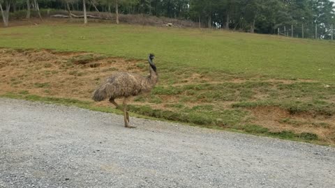 Temadating Ostrich
