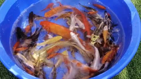 Big Python Cute Crocodile Big Frog Eel Fish Goldfish Arowana Betta Koi Fish Cute Animals videos 2021