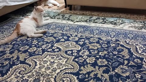 Anna's mother's cat fights with her son