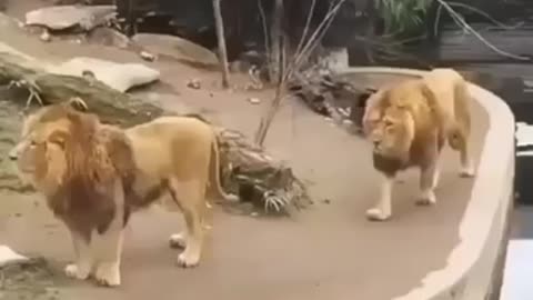 New two lions funny animals