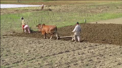 Vietnam, Nghệ An - plowing with a cow 2013-08