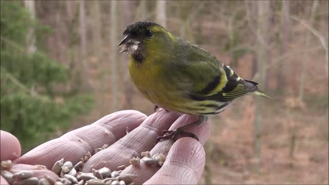 Bird Picking Up Food From Farmer Hand