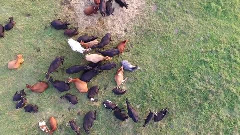 Flight Over Cows