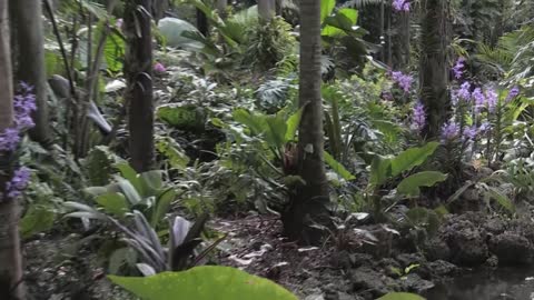 La belleza de las orquídeas se disfruta en EE. UU. [Video]