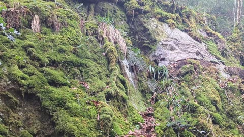 Moss covered wall, Devil's glen, Vartry river walk, Wicklow, Ireland