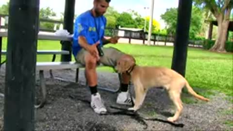 how to train a dog