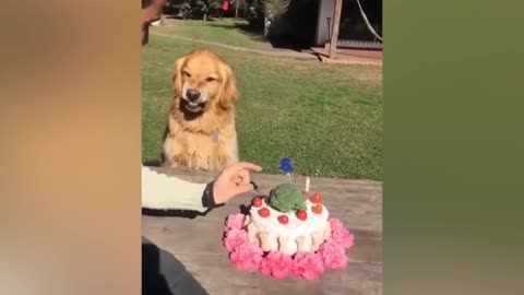 The dog is shockwhile slicing dog cake