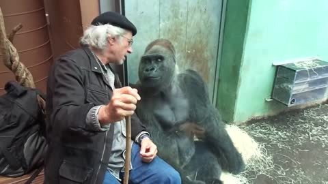 Gorilla Silverback Roututu meets his friend
