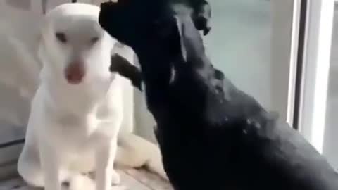 Dog hugs another dog