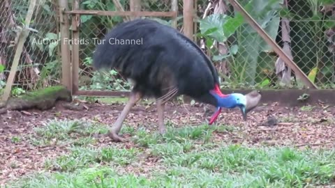 Pet Cassowary Bird Feeding Time