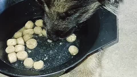 3weeks old german shepherd start eating dog food